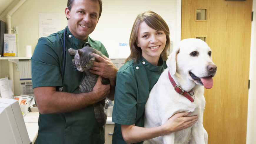 Om du misstänker att din hund eller katt har drabbats av artros är det viktigt att ta med ditt husdjur till en veterinär för undersökning och diagnos.  Foto: Shutterstock